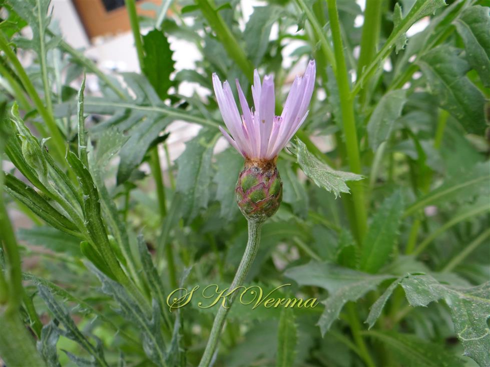  Plant